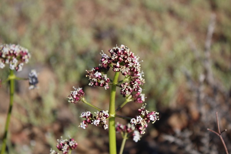 Valeriana polemonifolia photo 7