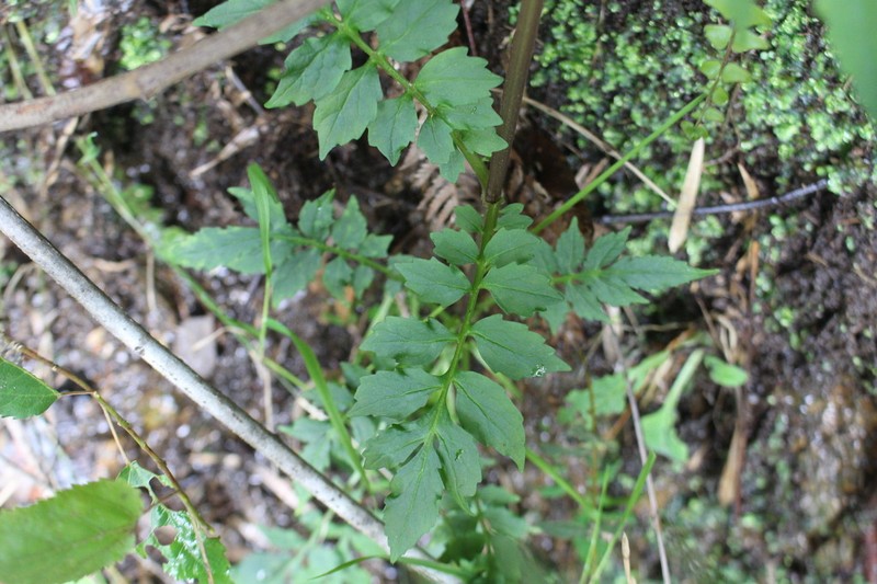 Valeriana polemonifolia photo 8