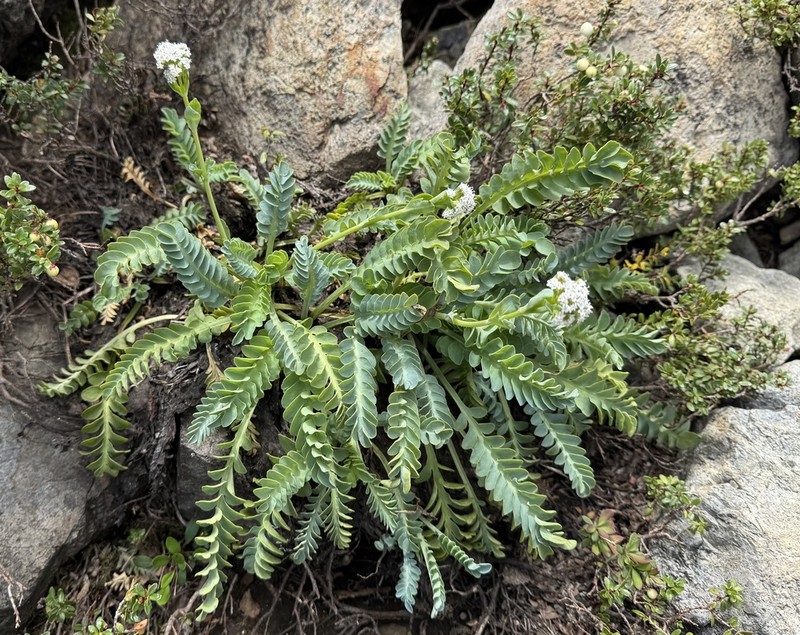 Valeriana praecipitis photo 2