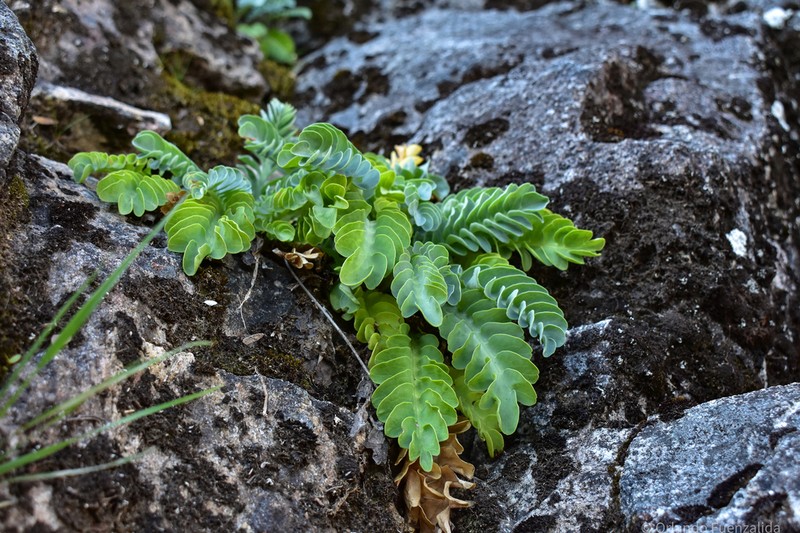 Valeriana praecipitis photo 3