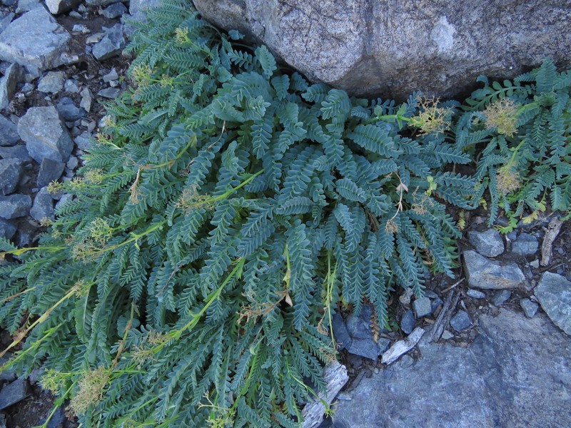 Valeriana praecipitis photo 4