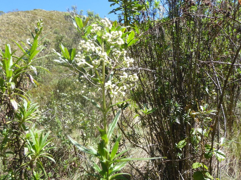 Valeriana punctata photo 2