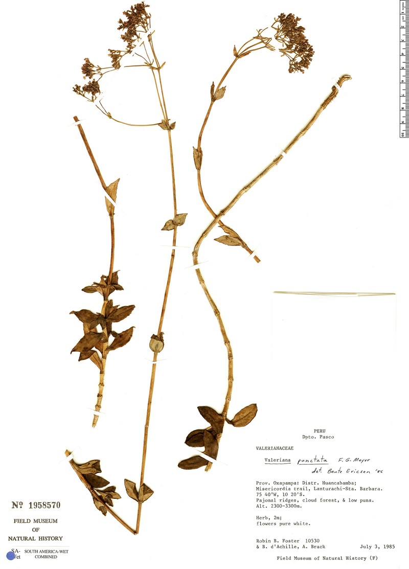 Valeriana punctata photo 3