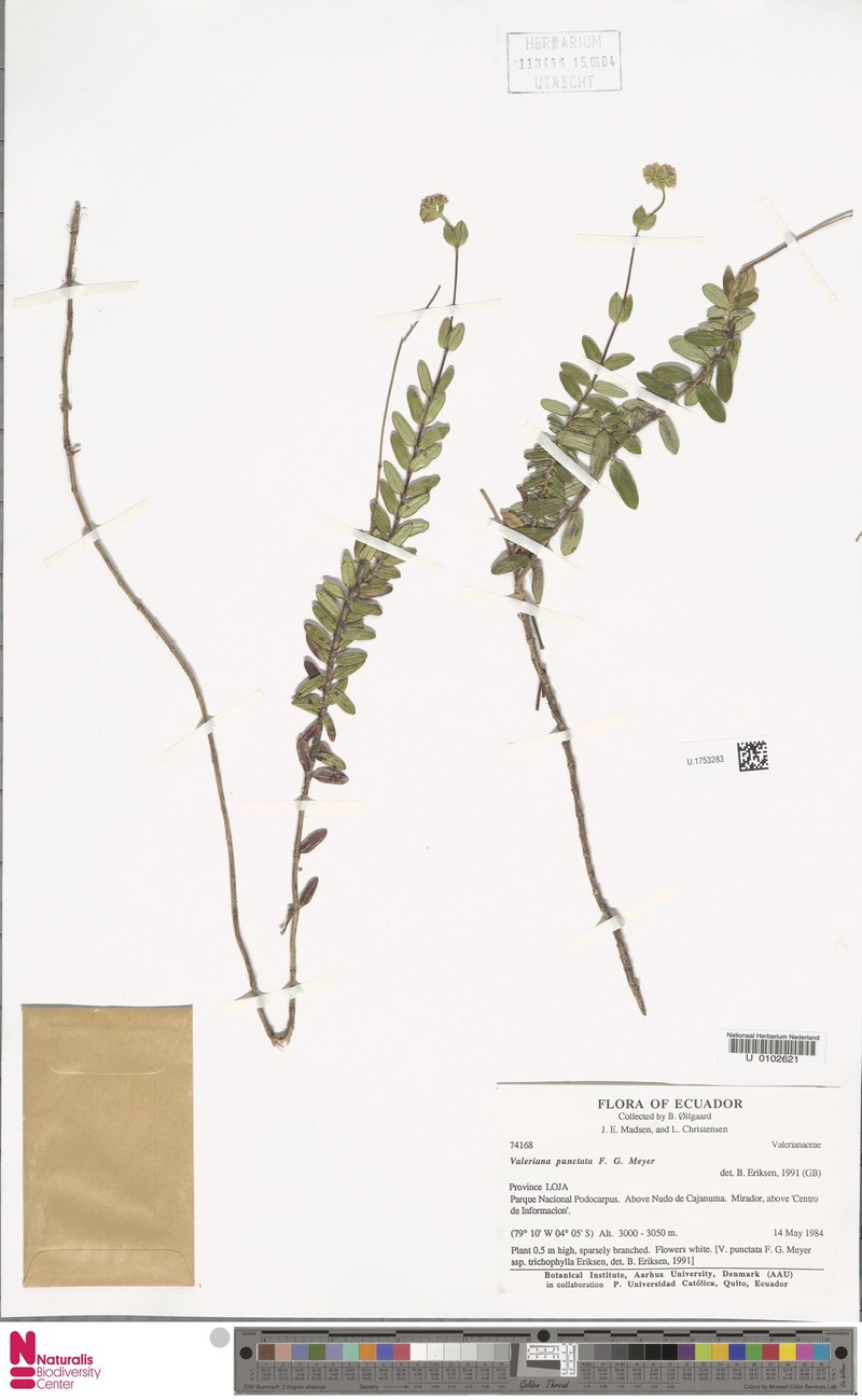 Valeriana punctata photo 4