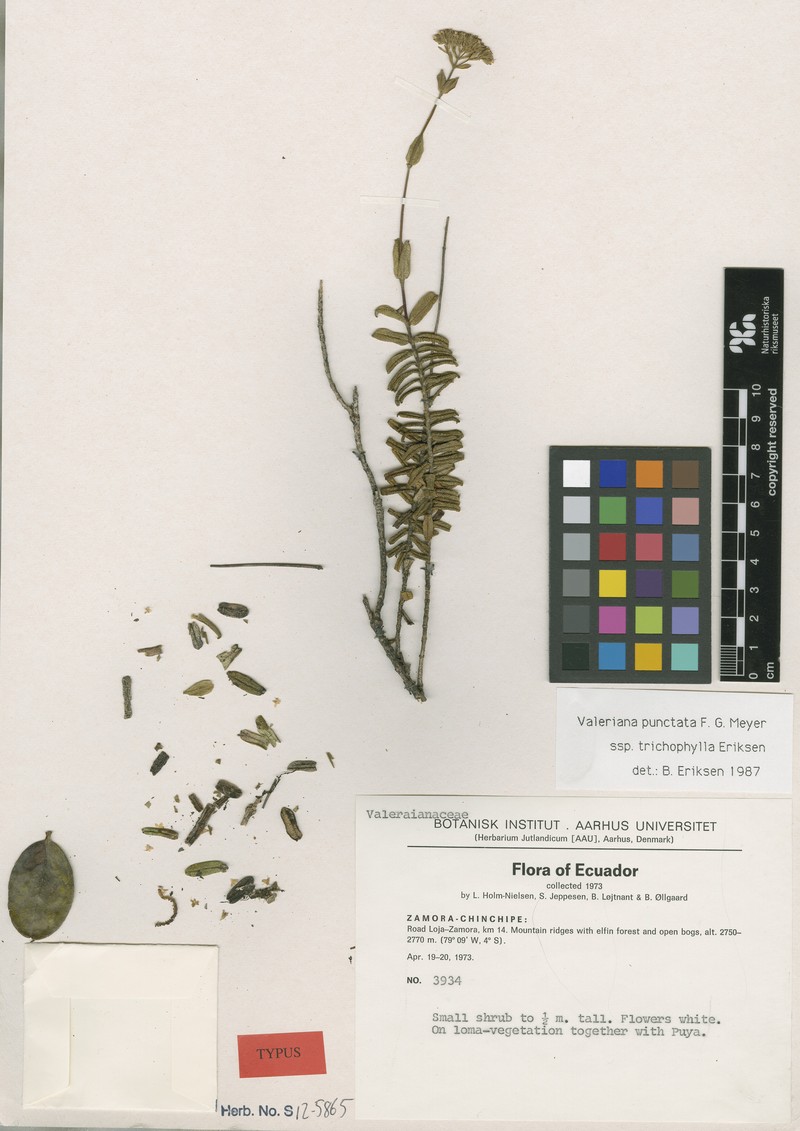 Valeriana punctata photo 5