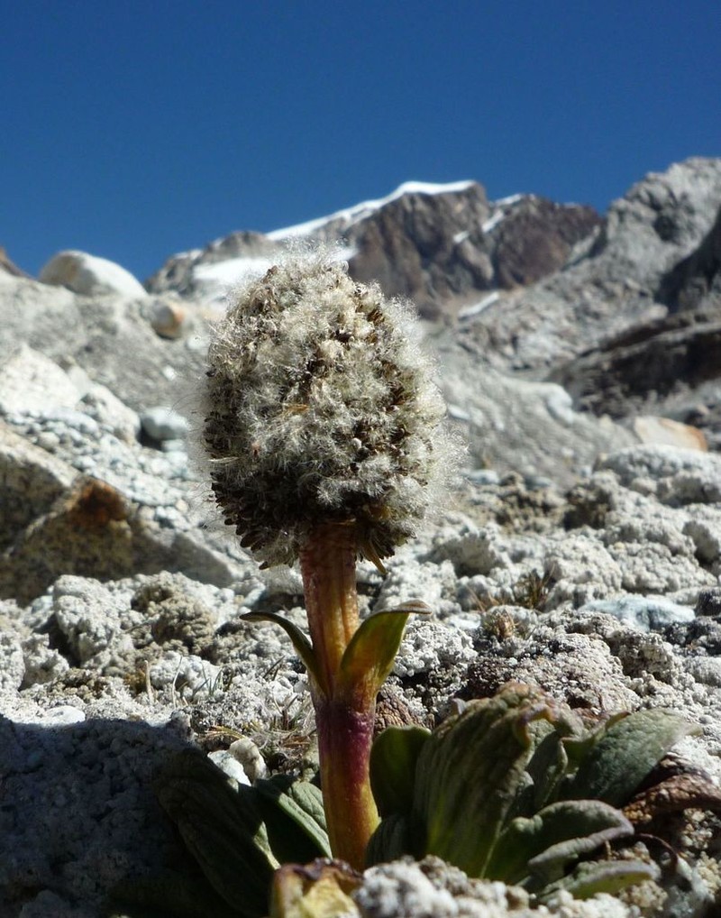 Valeriana pycnantha