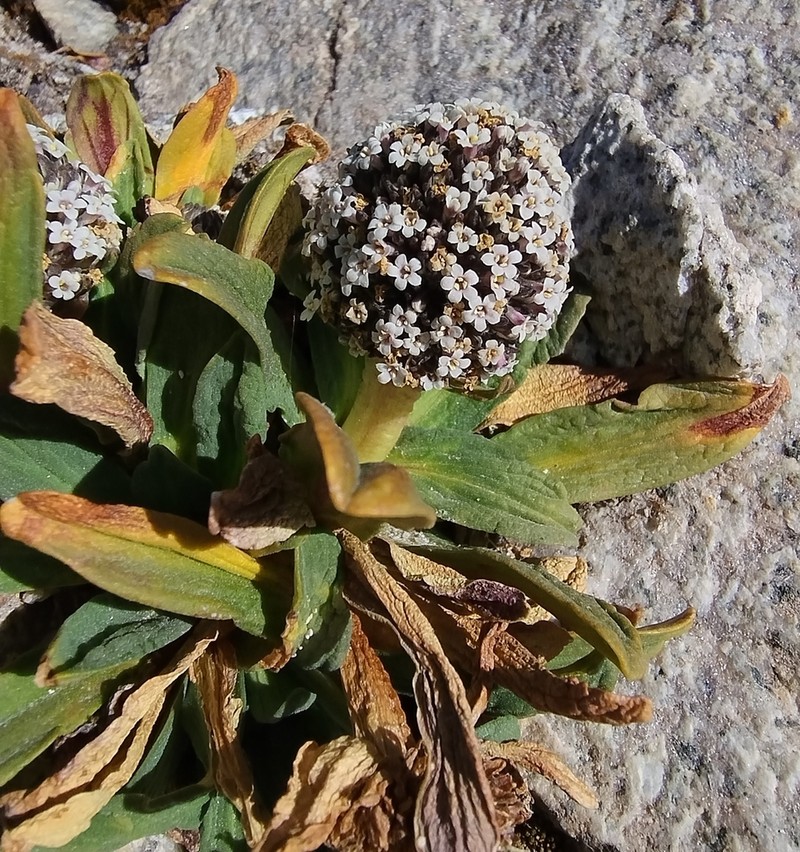 Valeriana pycnantha photo 2
