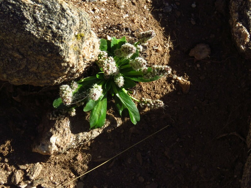 Valeriana pycnantha photo 3