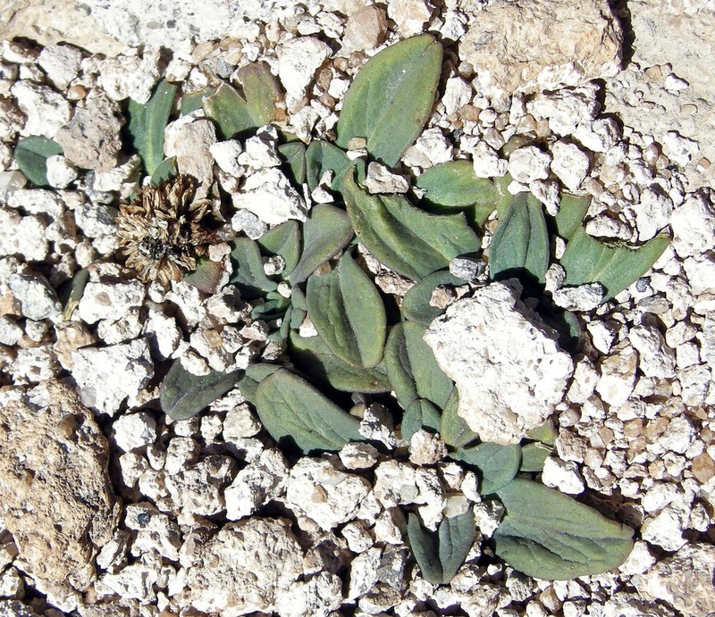 Valeriana pycnantha photo 4