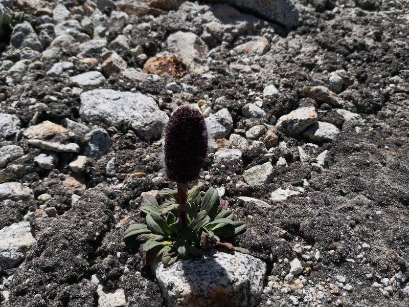 Valeriana pycnantha photo 5