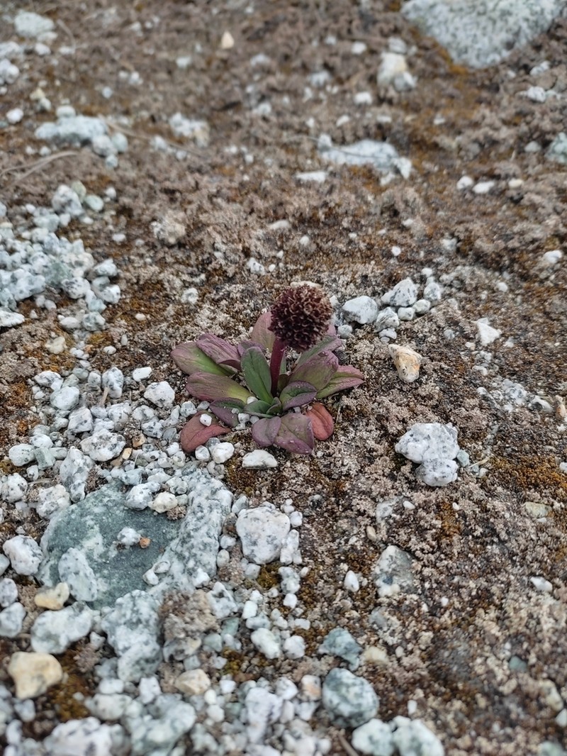 Valeriana pycnantha photo 6