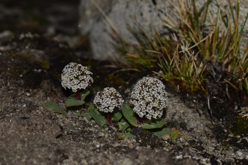 Valeriana pycnantha photo 7