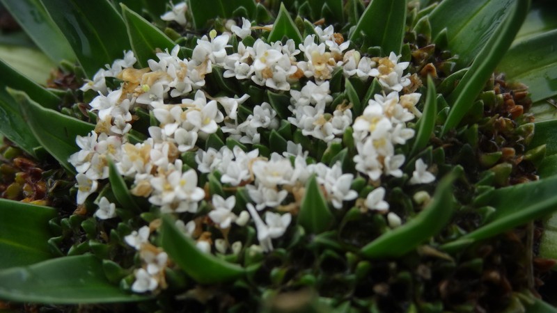 Valeriana rigida var. rigida