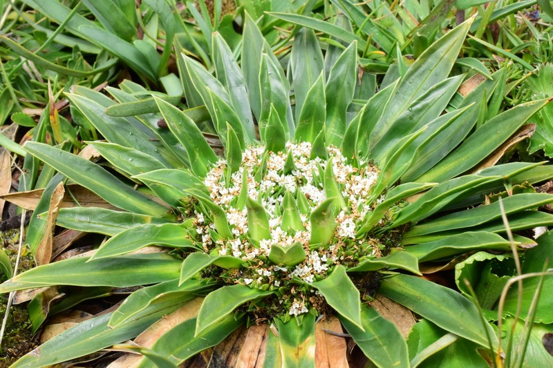 Valeriana rigida var. rigida photo 2
