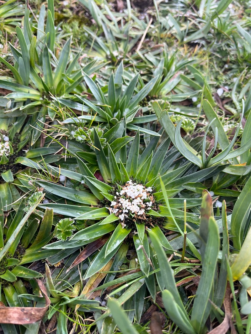 Valeriana rigida var. rigida photo 4