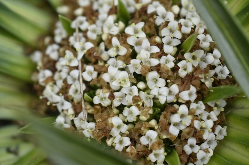 Valeriana rigida var. tenuifolia