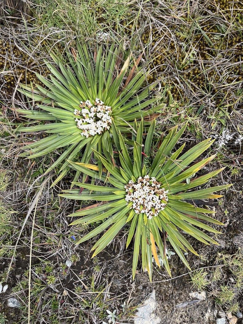 Valeriana rigida var. tenuifolia photo 2