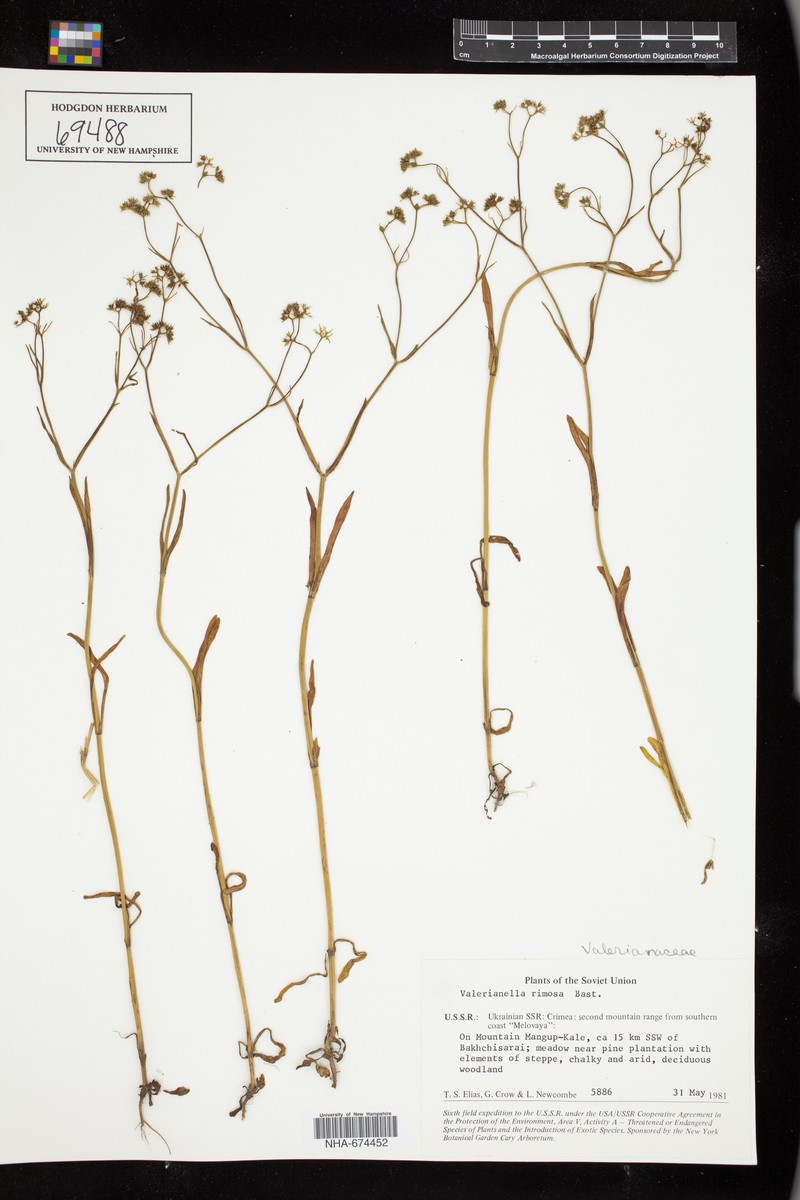 Valeriana rimosa