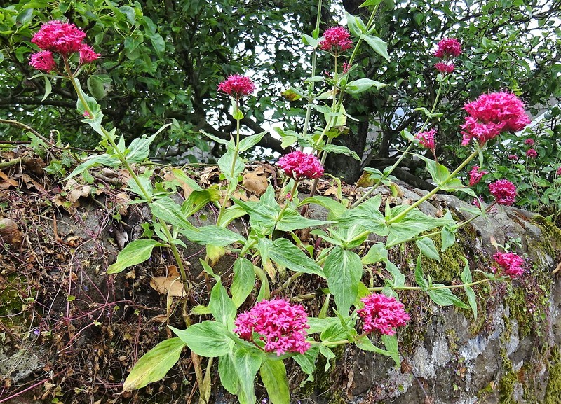 Red Valerian photo 3