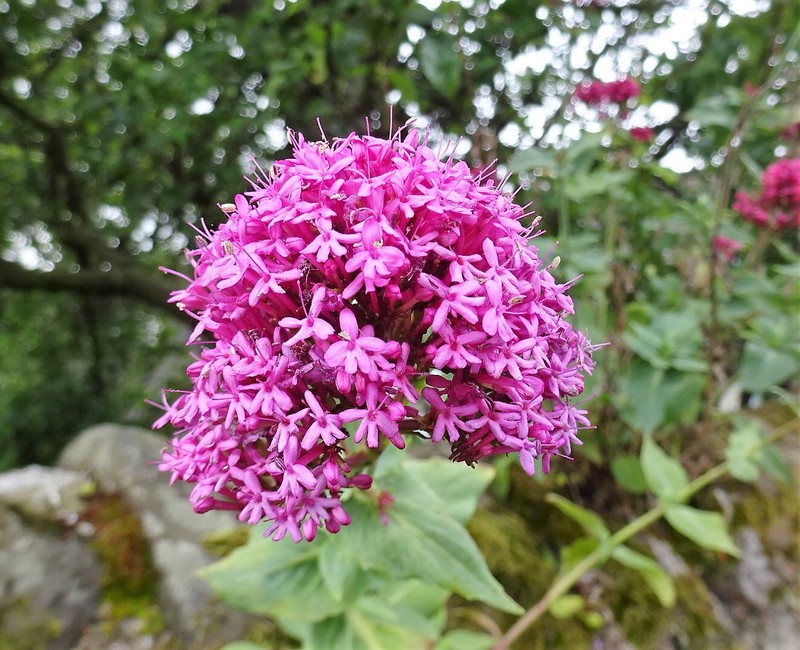 Red Valerian photo 4