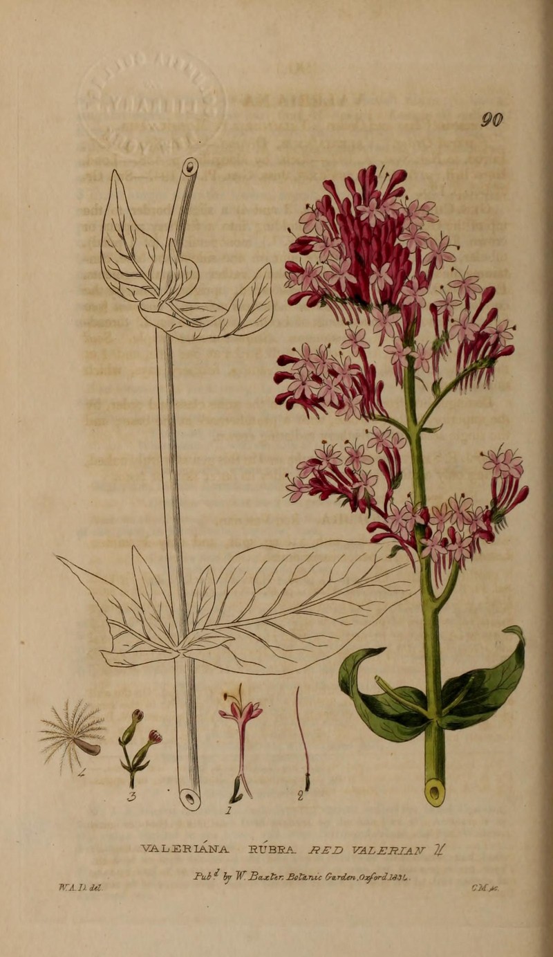 Red Valerian photo 5