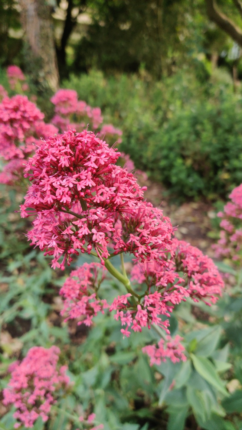 Red Valerian photo 6