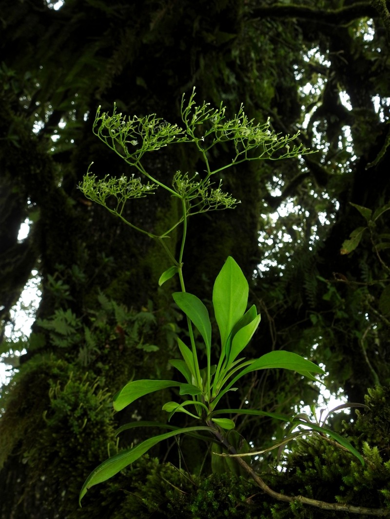 Valeriana rudychazaroi