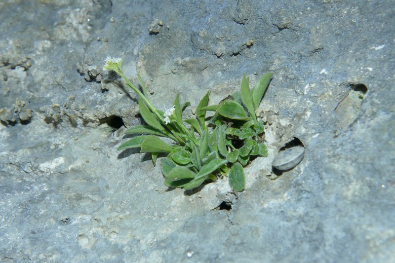 Valeriana saxatilis subsp. saxatilis