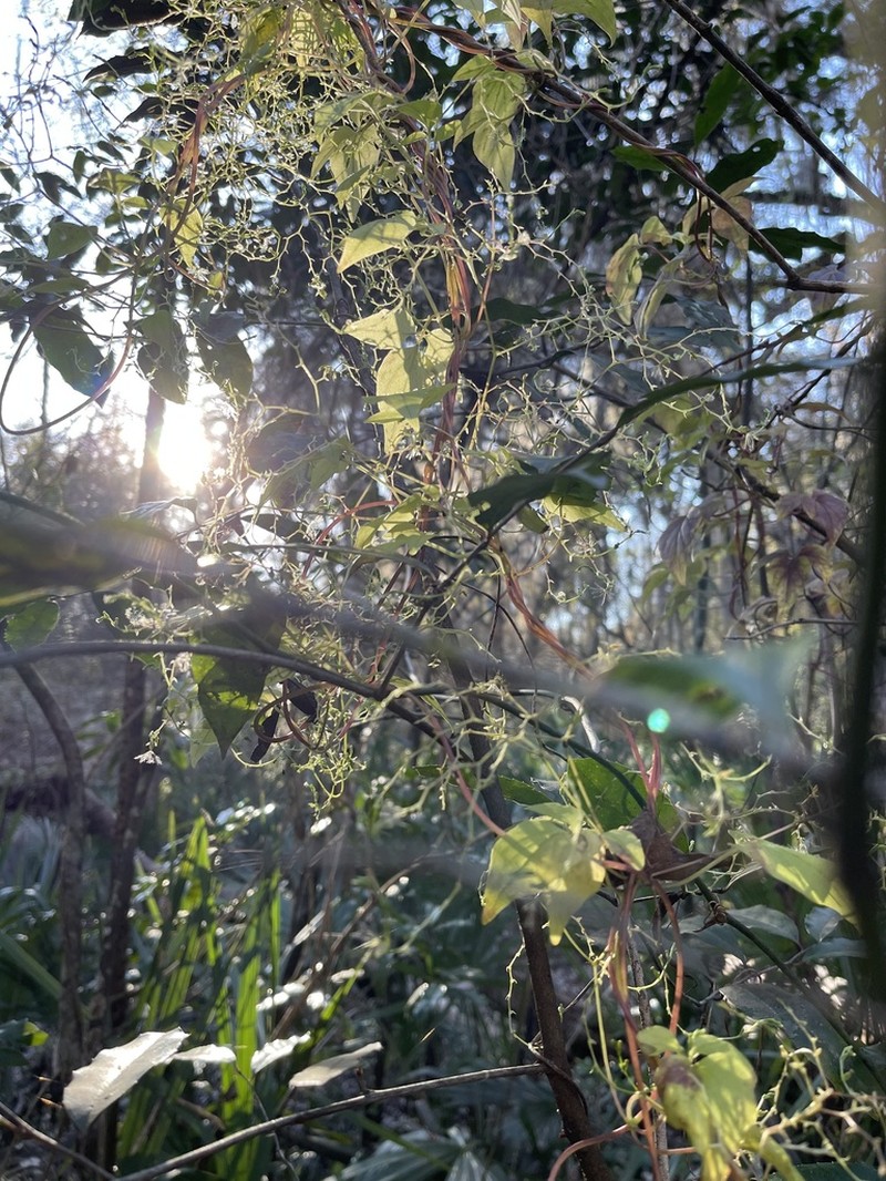 Florida Valerian