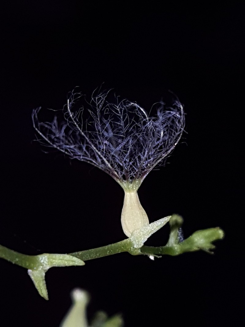 Florida Valerian photo 2