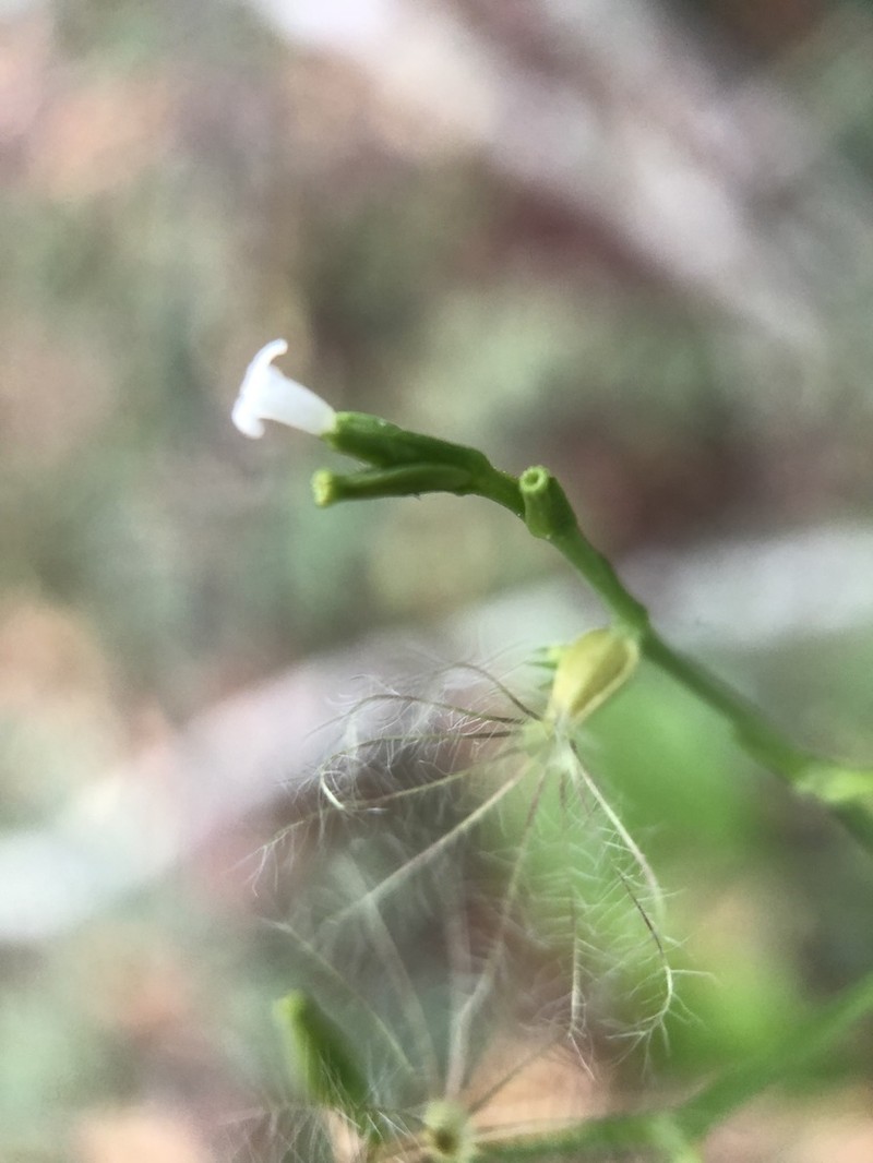 Florida Valerian photo 3