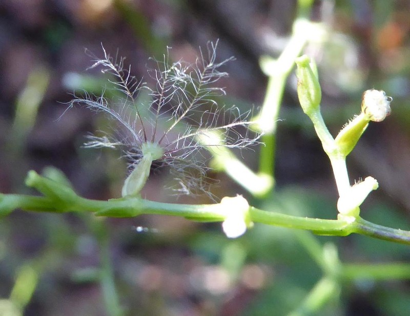 Florida Valerian photo 4
