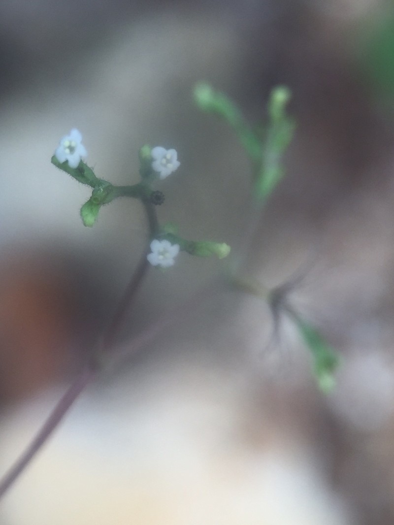Florida Valerian photo 5
