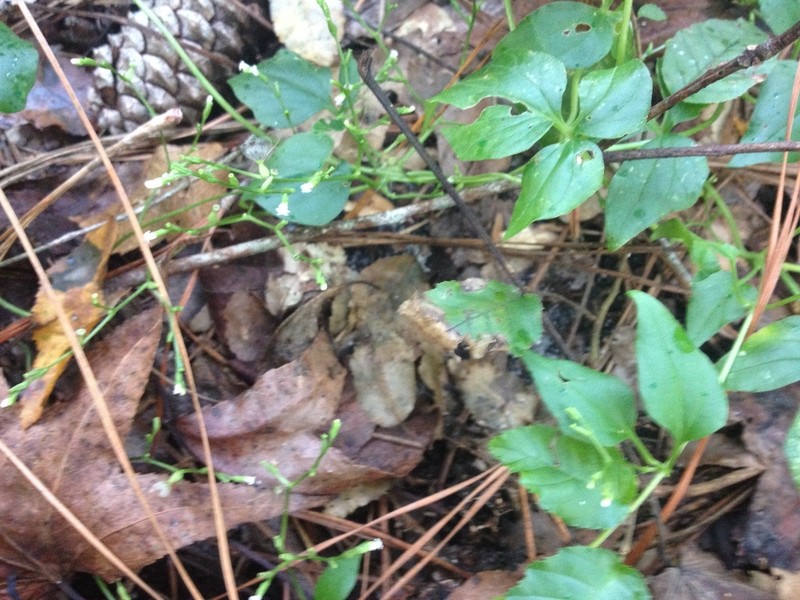Florida Valerian photo 6