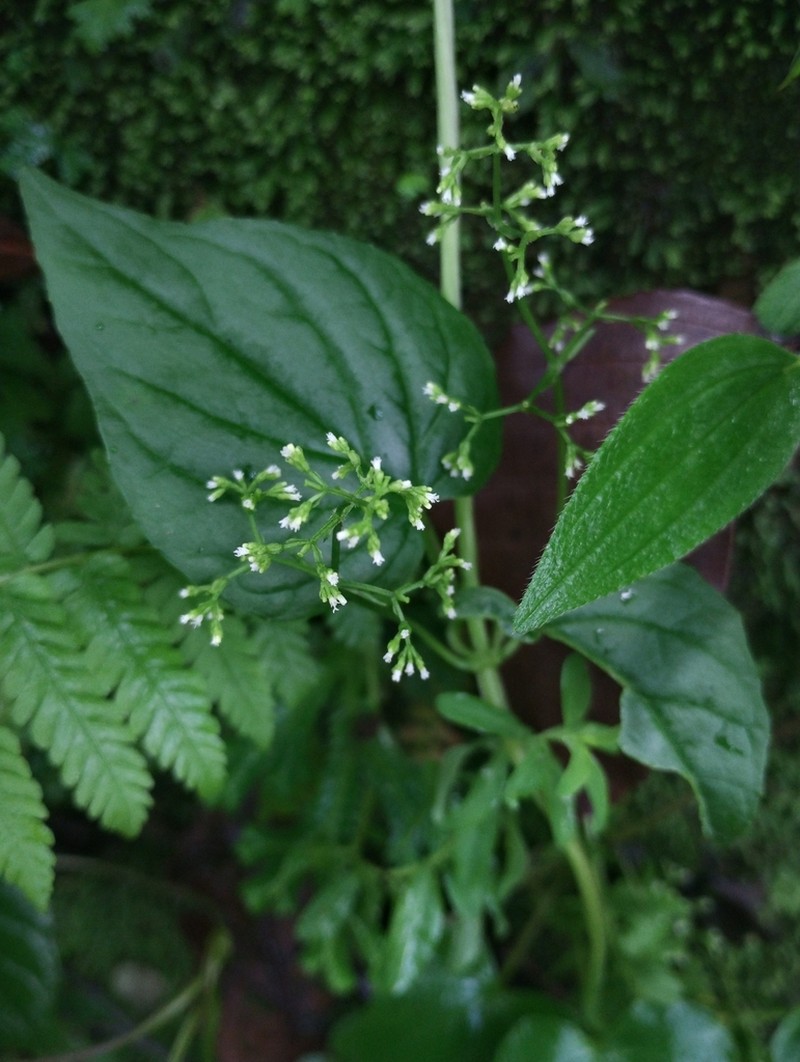 Florida Valerian photo 7