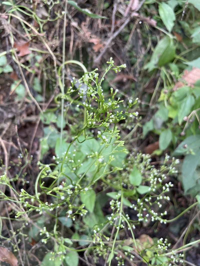Florida Valerian photo 8