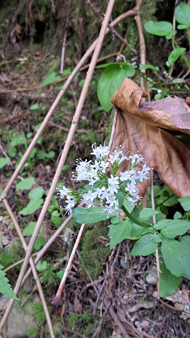 Scouler's Valerian