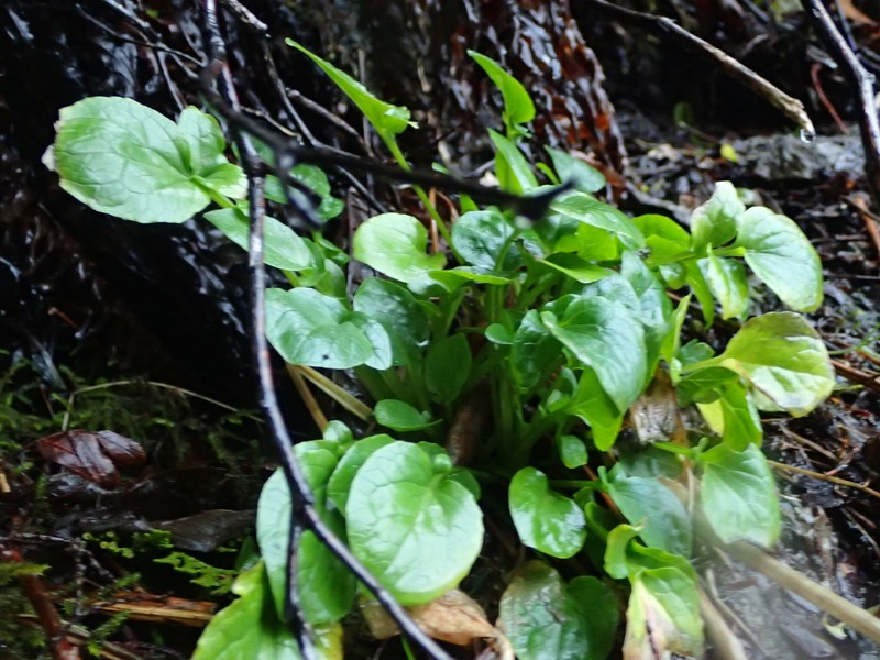 Scouler's Valerian photo 2