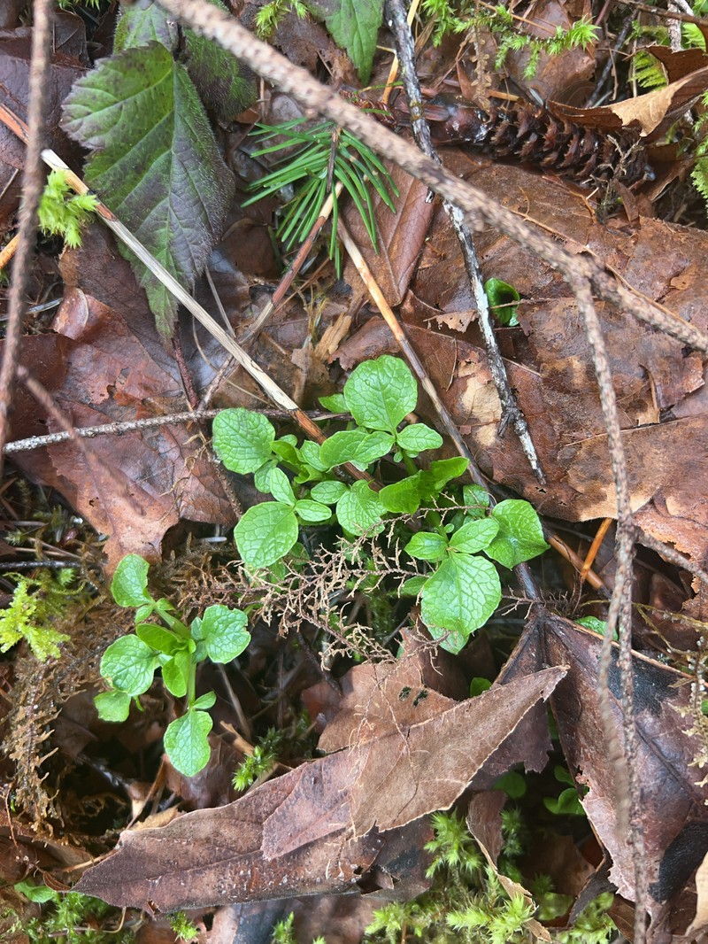 Scouler's Valerian photo 3