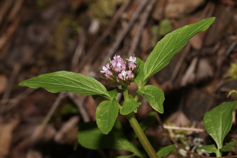 Scouler's Valerian photo 5