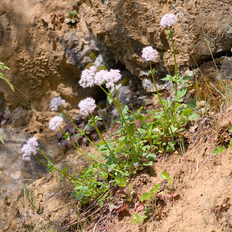 Scouler's Valerian photo 6
