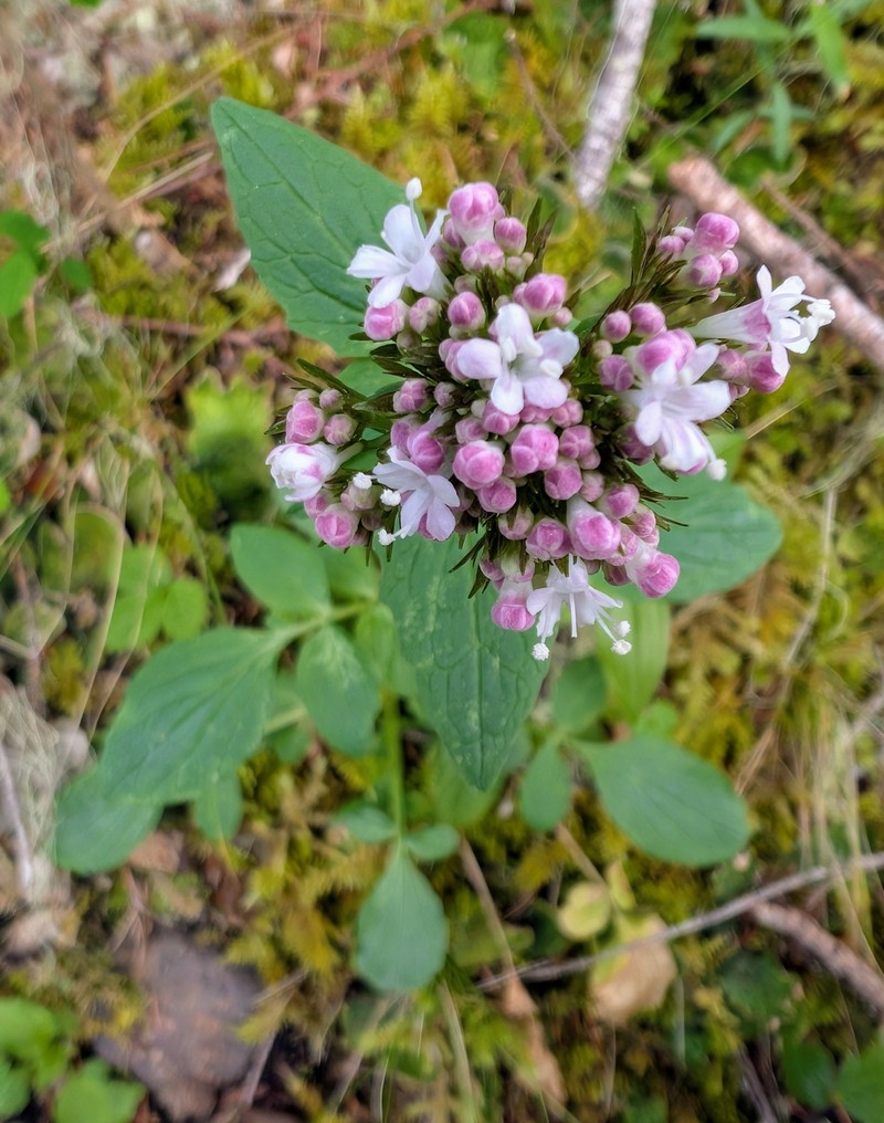 Scouler's Valerian photo 8