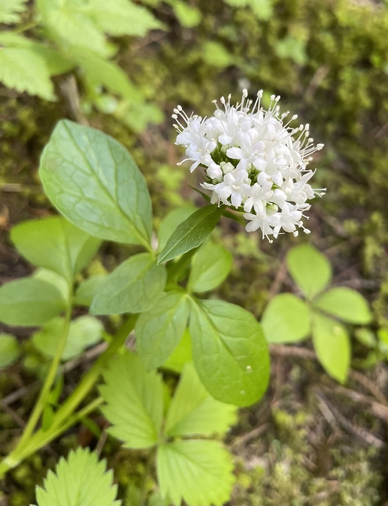 Sitka Valerian