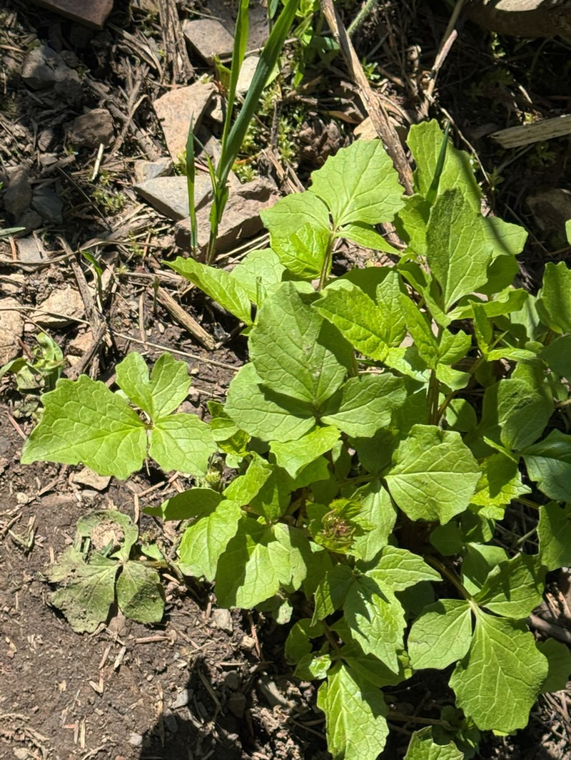 Sitka Valerian photo 2