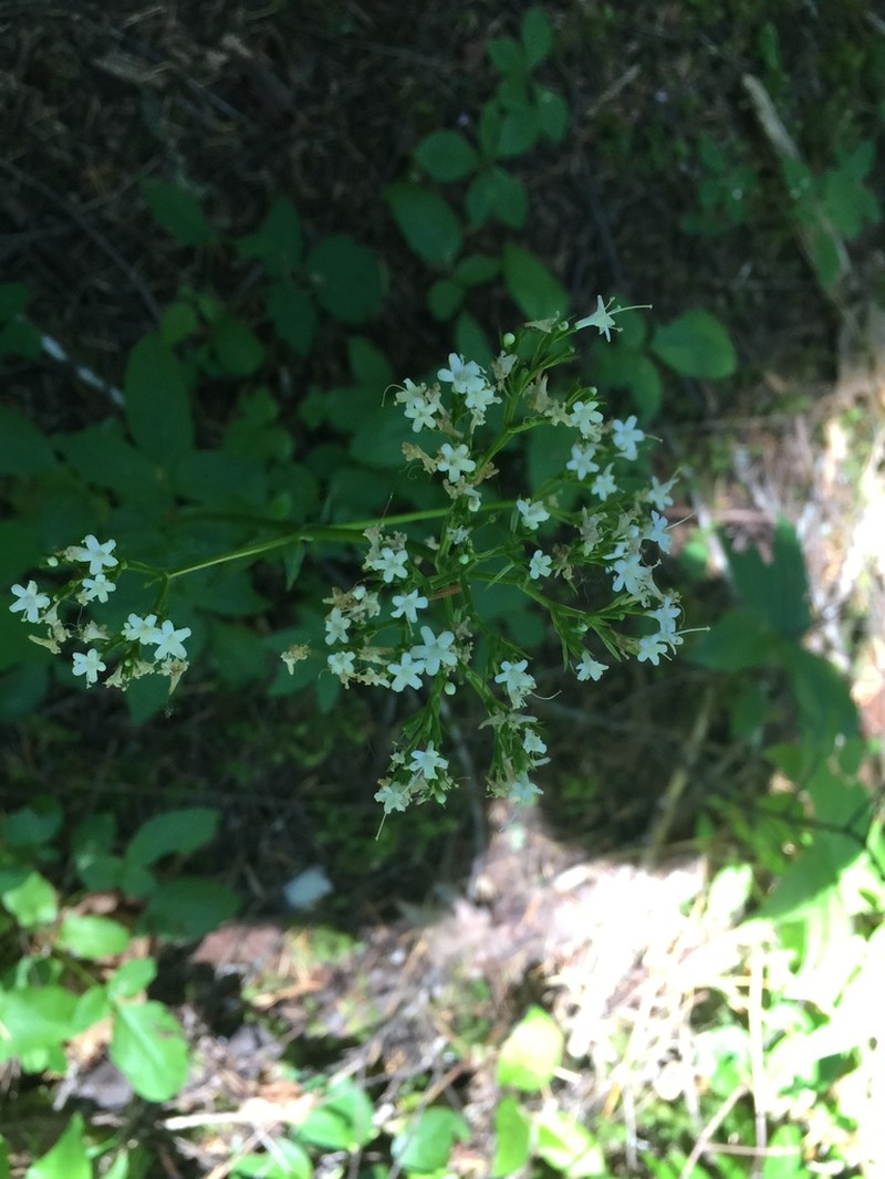 Sitka Valerian photo 3