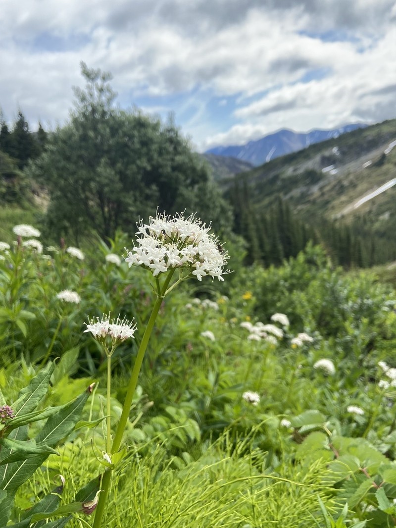 Sitka Valerian photo 4