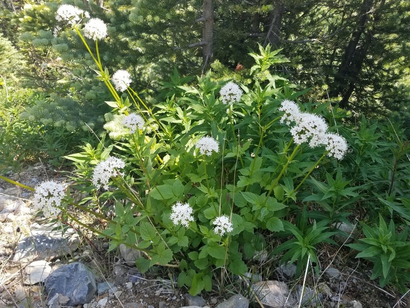 Sitka Valerian photo 5
