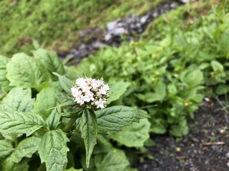 Sitka Valerian photo 6