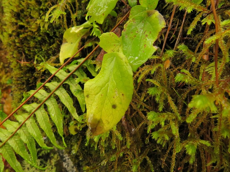 Sitka Valerian photo 7