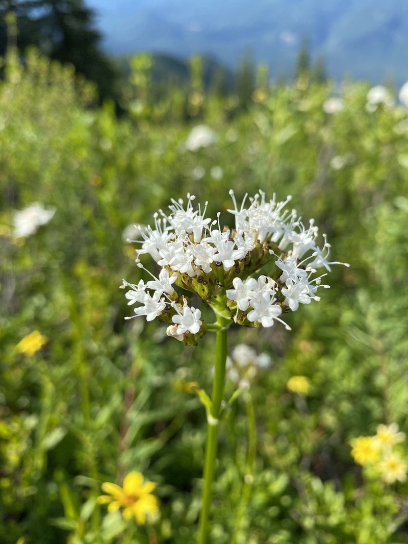 Sitka Valerian photo 8